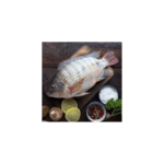 Fresh Tilapia Fish
