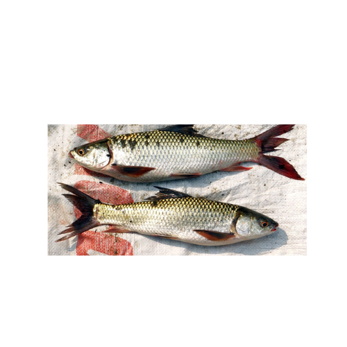 Untitled design - 2025-12-11T092634.859 MRIGAL FISH - Image 1