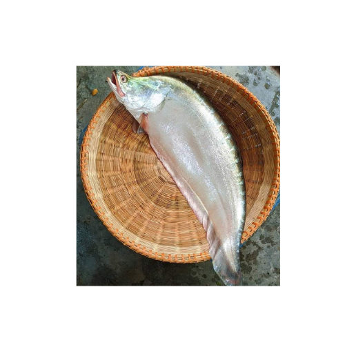 Untitled design - 2025-12-12T101139.850 Chital Fish Large-River Haor-Size - Image 1