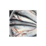 Boal catfish helicoptar fish