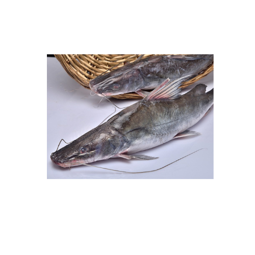 Untitled design - 2025-12-12T105219.776 River Ayer Fish - Image 1