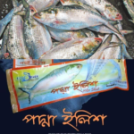 Hilsa Fish